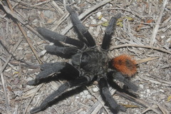 Tliltocatl epicureanus