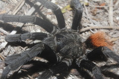 Tliltocatl epicureanus