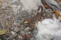 Centruroides ochraceus