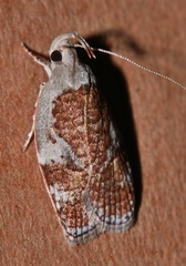 Peritornenta circulatella