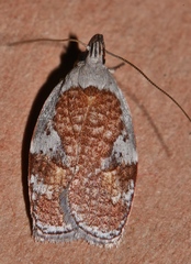 Peritornenta circulatella