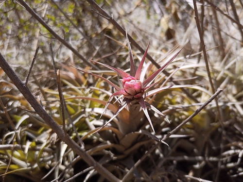 Tillandsia nana, photograph 3