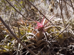 Tillandsia nana, photograph (c) Michal Honskus, some rights reserved (CC BY)