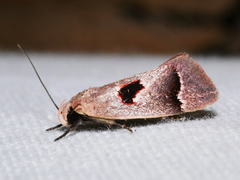Acanthodela erythrosema
