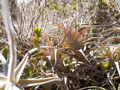 Tillandsia nana, photograph (c) Michal Honskus, some rights reserved (CC BY)