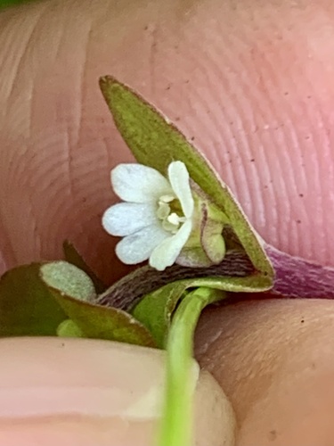 Tropical Water-Hyssop (Bacopa innominata)
