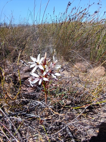 Elandsberg Summerpipes (Thereianthus elandsmontanus)