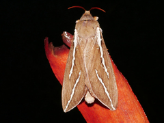 Abantiades latipennis