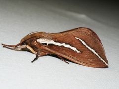 Abantiades latipennis