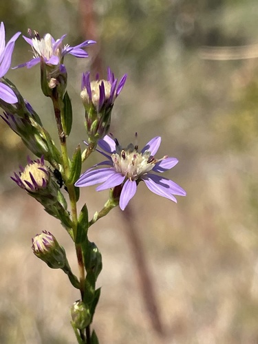 Symphyotrichum concolor var. devestitum