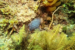 Clavelina moluccensis