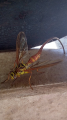 Toxotrypana curvicauda