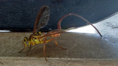 Toxotrypana curvicauda