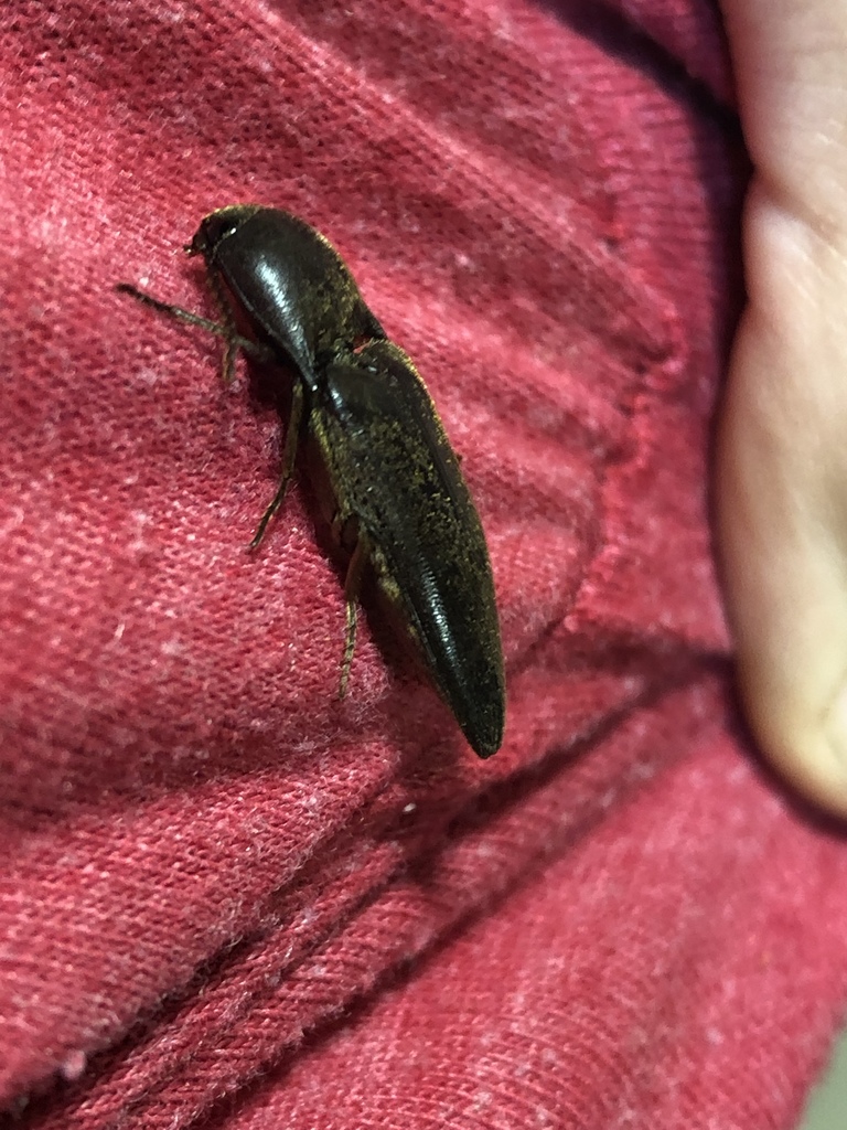 Diplostethus opacicollis