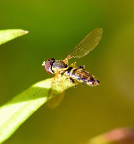 Unknown species found near Saxon Hill, Essex Town, VT, USA
