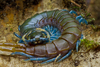 African Giant Centipede - Photo (c) Frupus, some rights reserved (CC BY-NC)