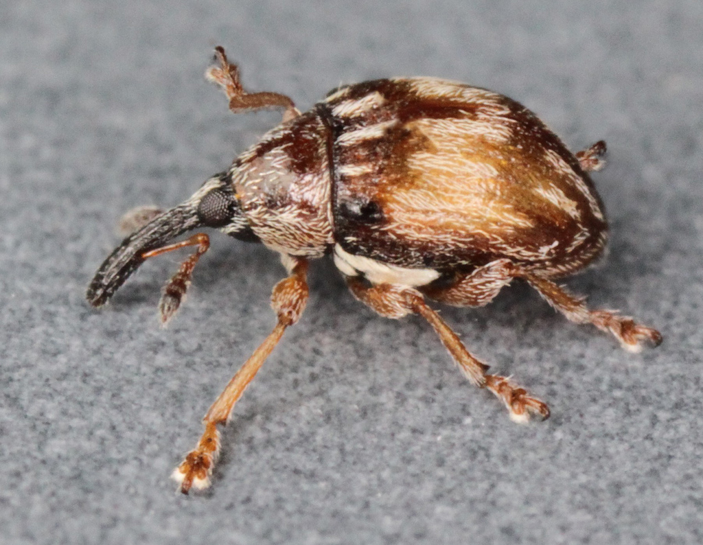 Nanophyinae