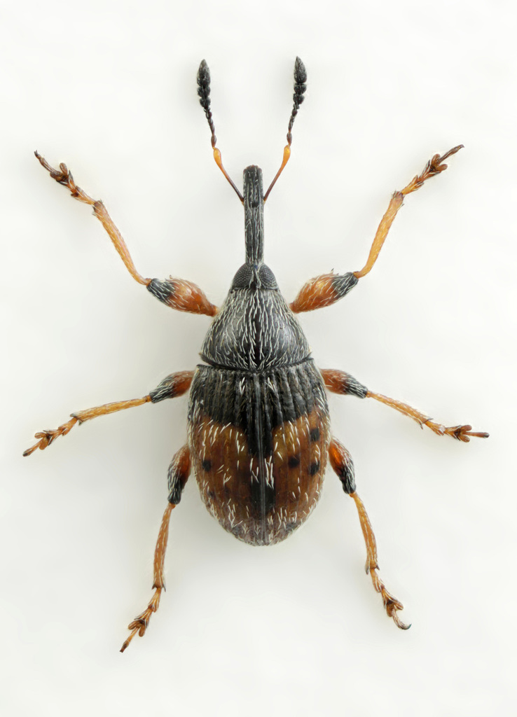Flower Bud Weevil, photo 1 of 10