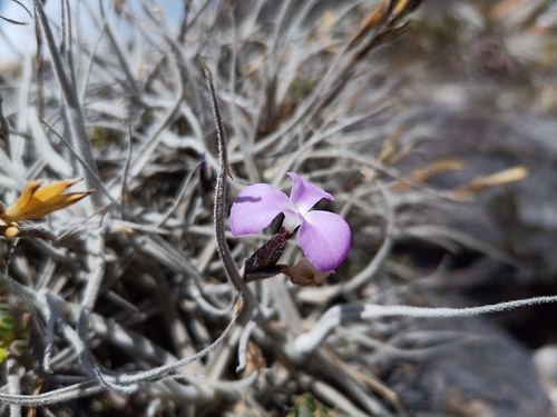 Tillandsia paleacea, photograph 3