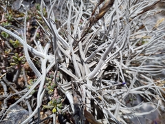 (c) Michal Honskus, some rights reserved (CC BY) Tillandsia paleacea, photograph (c) Michal Honskus, some rights reserved (CC BY)