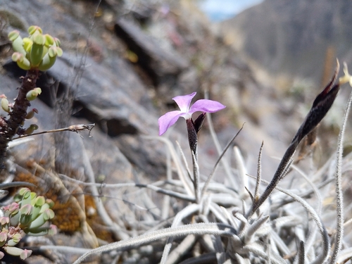 Tillandsia paleacea, photograph 5