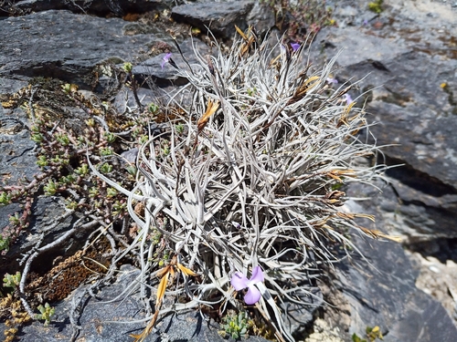 Tillandsia paleacea, photograph 6