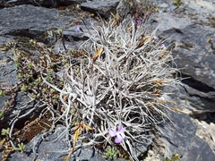 Tillandsia paleacea, photograph (c) Michal Honskus, some rights reserved (CC BY)