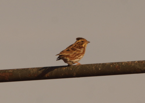 Escribano rústico (Emberiza rustica)