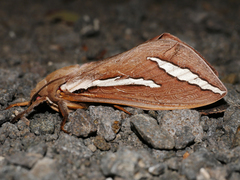 Abantiades latipennis