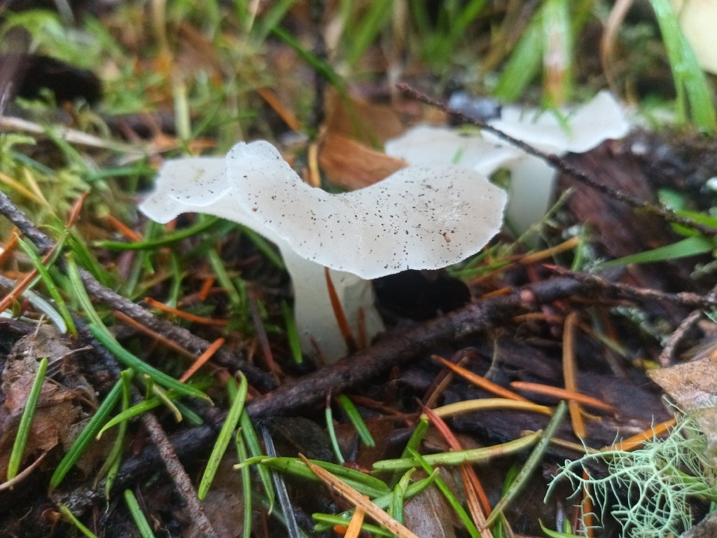 Pseudohydnum gelatinosum · November 2025 · photo: © kierstinthomp (iNaturalist, cc-by)