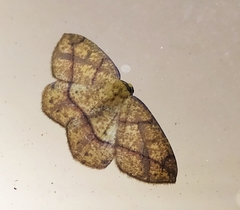 Periclina syctaria