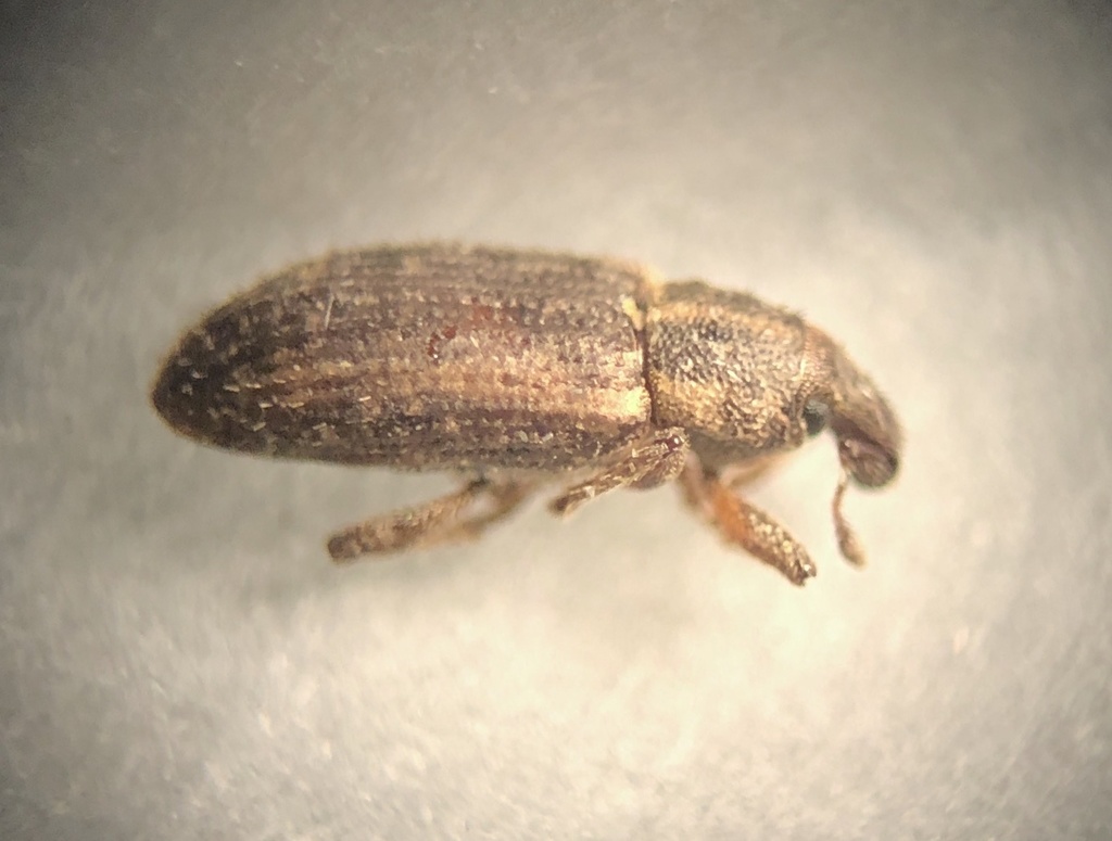 Listronotus echinodori