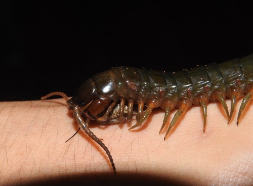 Australasian Giant Centipede photo 3