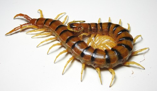 Australasian Giant Centipede photo 4