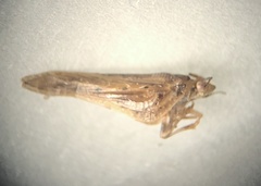 Cyarda melichari