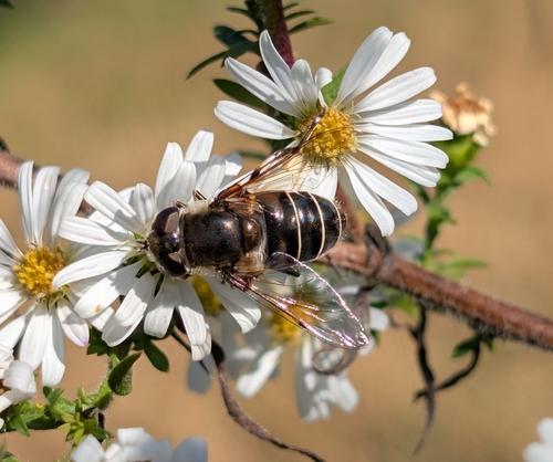 Unknown species found near Sparta Township, MO 65753, USA