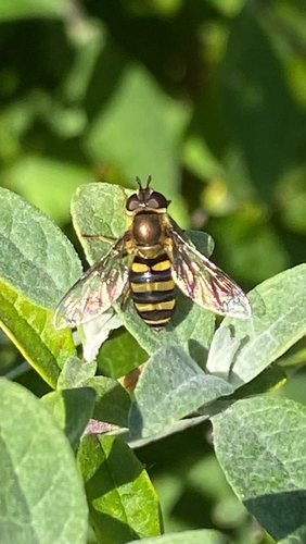 Unknown species found near Diehl Rd, Cincinnati, OH, US