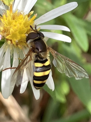 Unknown species found near Germantown, MD, USA