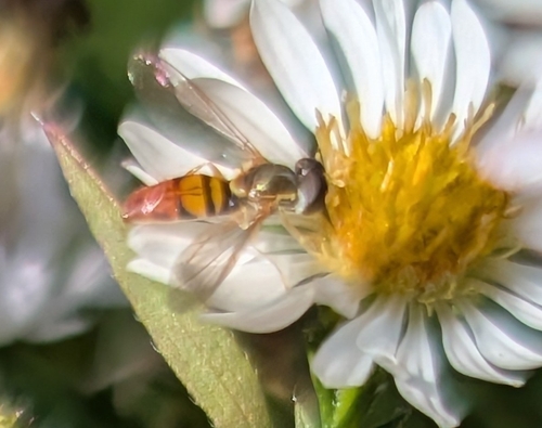 Unknown species found near Sparta Township, MO 65753, USA