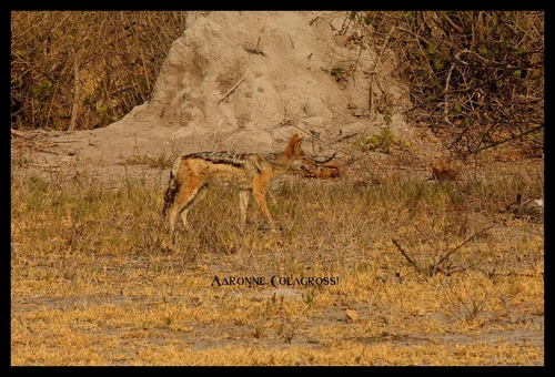 Black-backed Jackal