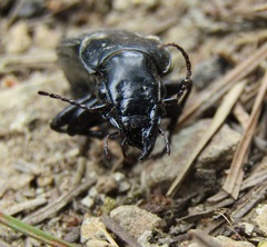 Plocamostethus planiusculus