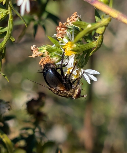 Unknown species found near Sparta Township, MO 65753, USA