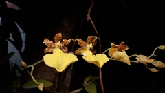 Trichocentrum splendidum