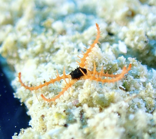 Ophiomastix wendtii observed 2025-11-02