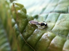 Diapriinae