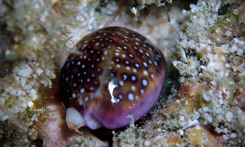 Porous Cowry