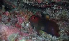 Cirripectes vanderbilti