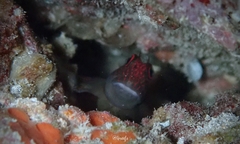 Cirripectes vanderbilti