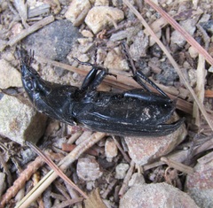 Plocamostethus planiusculus