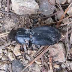 Plocamostethus planiusculus